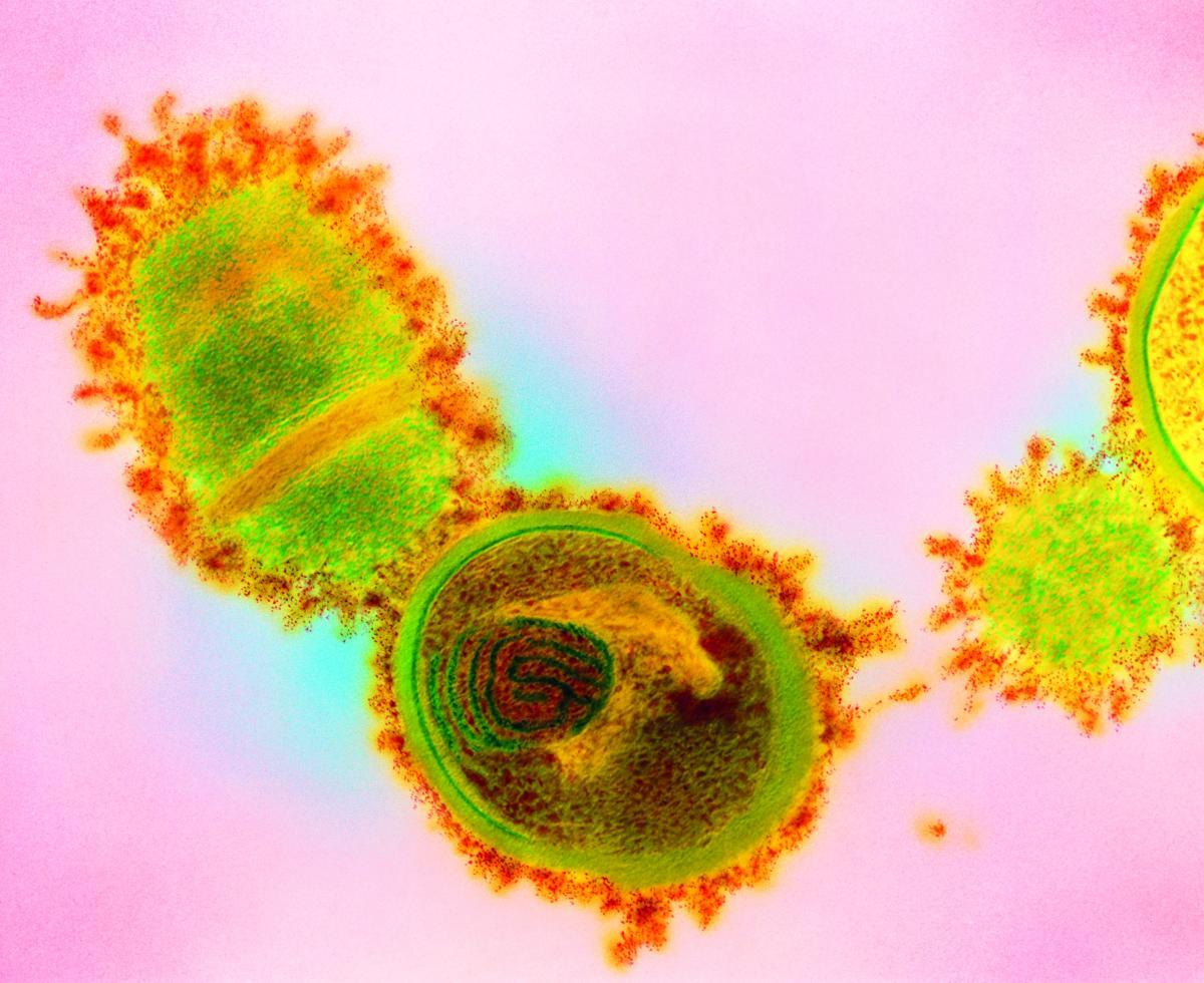 Streptococcus salivarius