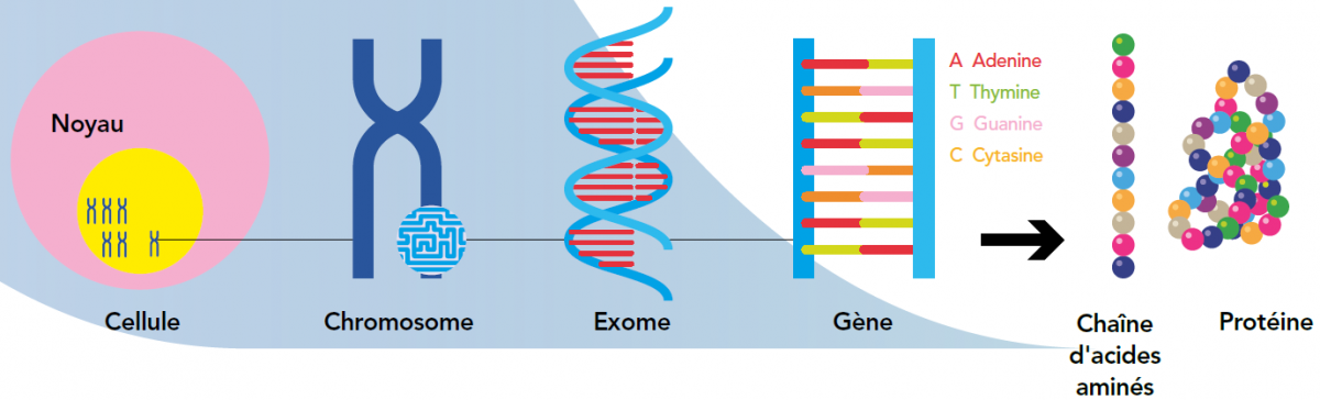 du gène à la proteine