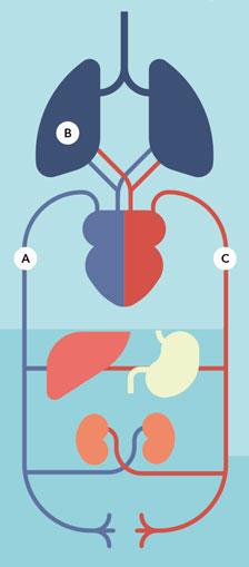 la circulation sanguine