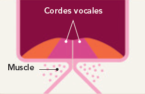 cordes vocales