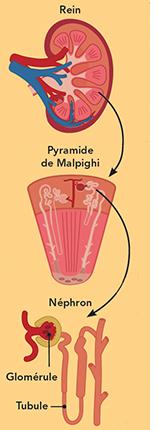 zoom sur les néphrons