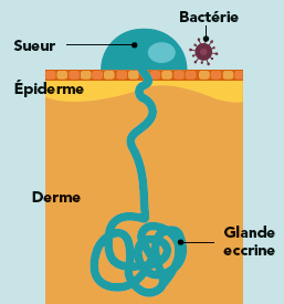 Illustration de la glande eccrine