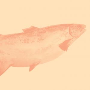 Les atouts de l’alimentation anti-inflammatoire