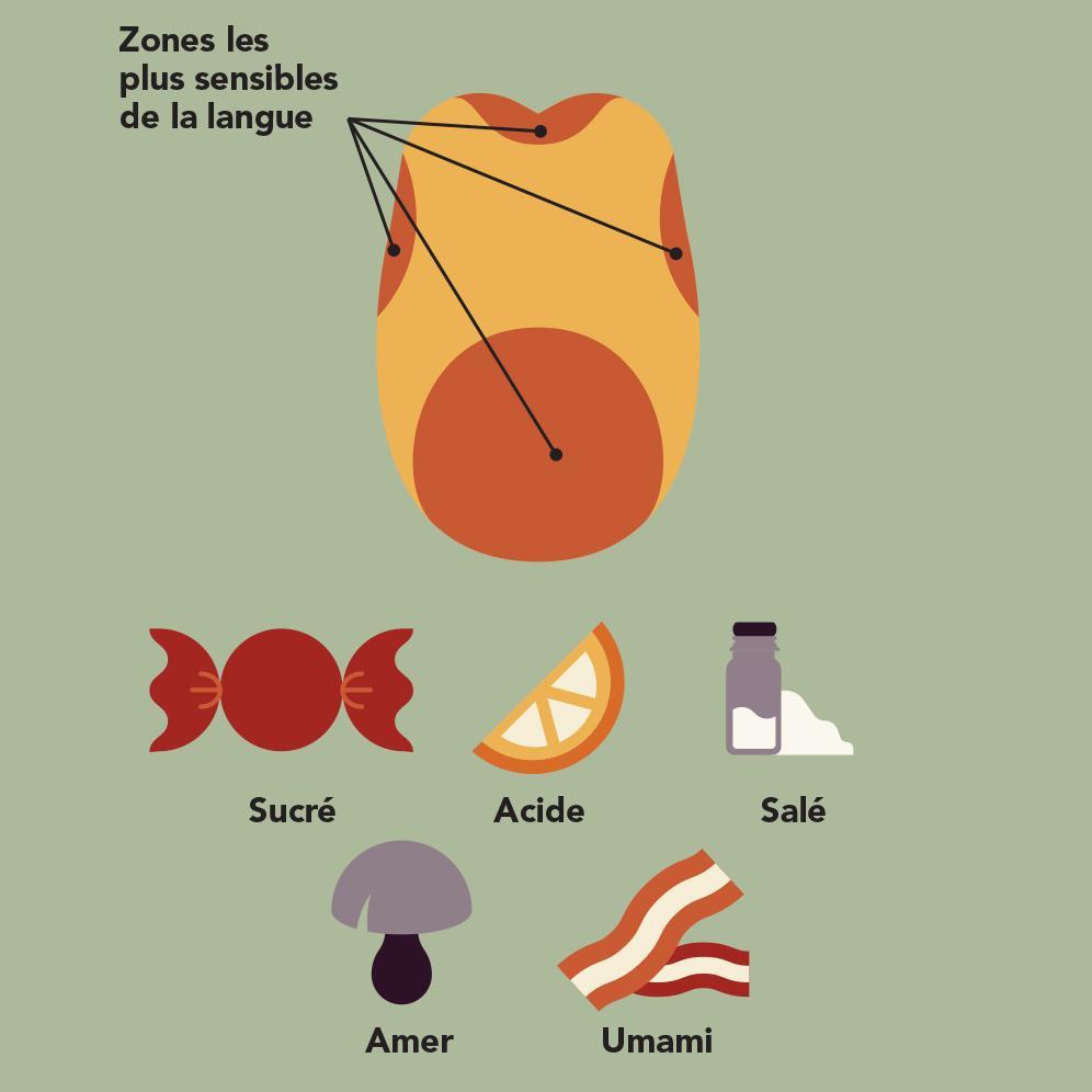 Schémas des zones les plus sensibles de la langue