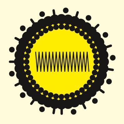 Illustration Hépatite E