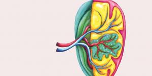 illustration d'une rate