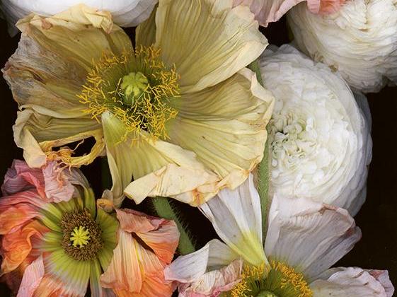 Summer snow, Composition 015, Free Style Anemones