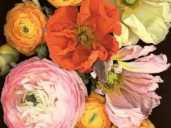 Summer snow, Composition 015, Free Style Anemones